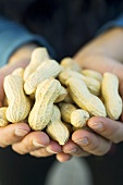 Hände halten Erdnüsse