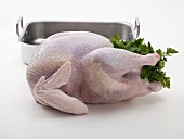 Fresh turkey with parsley in front of roasting tin