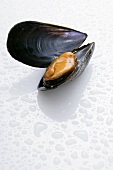 Mussel, opened, with drops of water