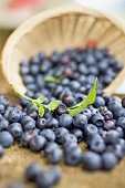 Blueberries with upset basket