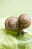 Two snails on a cabbage leaf