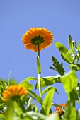 Marigolds in the open air against a blue sky