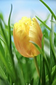 Yellow tulip in grass