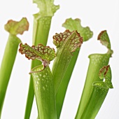 Sarracenia (Carnivorous pitcher plant)
