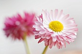 Two daisies (close-up)