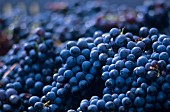 An abundance of Barbera grapes (full-frame)