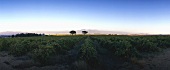 Vineyard of Riebeek-Kastel Winery, Swartland, S. Africa
