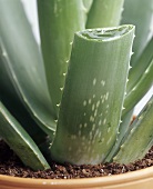 Aloe vera in flowerpot (close-up)