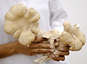 Hands holding Thai mushrooms