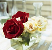 White and red roses