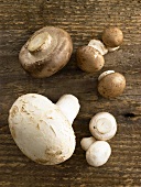 White and brown button mushrooms on wooden background