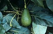 Avocado on the tree (Australia)