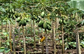 Papaya-Plantage