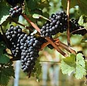 Red wine grapes, variety Dornfelder (Southern Palatinate)