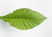 A fresh tobacco leaf (can also represent wine bouquet)
