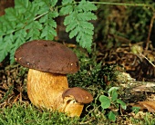 Ceps in a wood