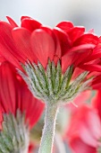 Red gerberas