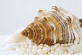 Schneckenhaus mit Perlen und Muscheln