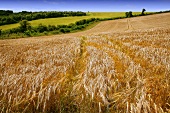 Field of barley in Wiltshire, England