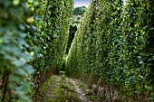 Hop growing