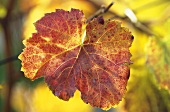 Herbstblatt der Dolcetto-Traube