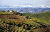 Weinbaugebiet Barbaresco, Piemont, Italien