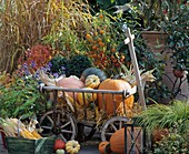 Handcart full of pumpkins in garden