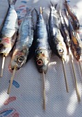 Fresh sardines on skewers ready for grilling