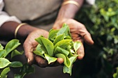 Hände halten frisch gepflückte Teeblätter (Munnar, Indien)