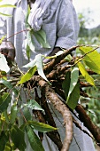 Frisch geerntete Cassava (Kassave-Wurzeln); Kerala, Indien