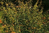 Straucherbse (Cajanus Cajan L, auch Erbsenbohne, Taubenerbse)