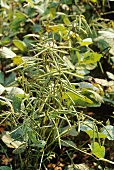 Mung bean plant (Vigna radiata) in the field in India