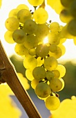 Riesling grapes in sunlight