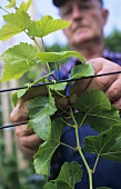 Removing vine foliage