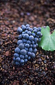 Spätburgunder grapes on pomace