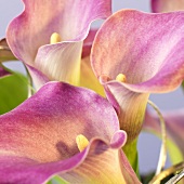 Purple calla lilies, close-up