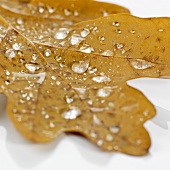 An oak leaf with dewdrops