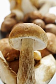 Ceps