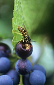 Wasp eating a red wine grape