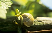 Snail, 'Wiltinger Schlangengrube', Saar, Germany