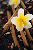 Exotic spices and a frangipani flower
