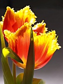 Two yellow and red tulips