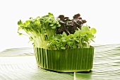 Mixed cress in banana leaf