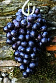 Blaue Weintrauben an einem Haken