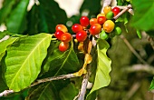 Arabica Kaffeebohnen an der Pflanze