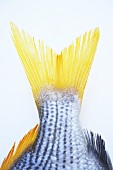 Tail fin of a yellowfin bream