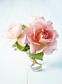 Pink roses ('Augusta Louise') in a vase