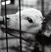 A calf sucking a milk dispenser