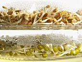 Sprouting seeds in a seed sprouter