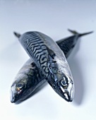 Two mackerel